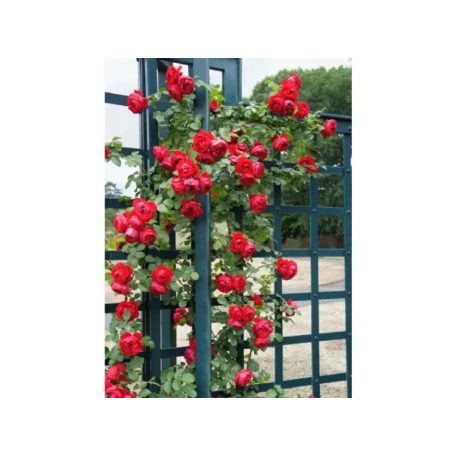 Futó rózsa Florentina 100-110 cm