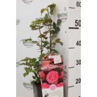 Bokorrózsa Melrose 3l