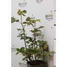 Bokorrózsa Melrose 3l