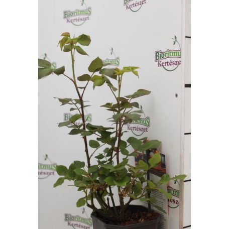 Bokorrózsa Melrose 3l