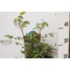 Bokorrózsa Orange Morsdag 3l