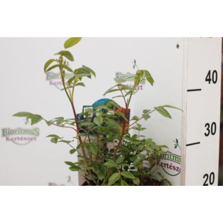 Bokorrózsa Orange Morsdag 3l