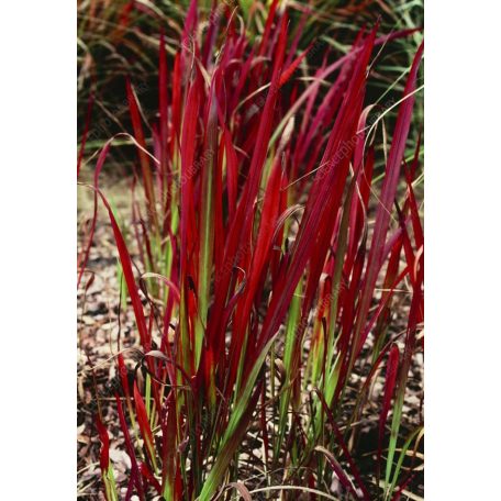 Vörös alangfű Imperata cylindrica 'Red Baron' 30-40 cm