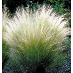 Árvalányhaj Stipa tenuissima 'Pony Tails' P17