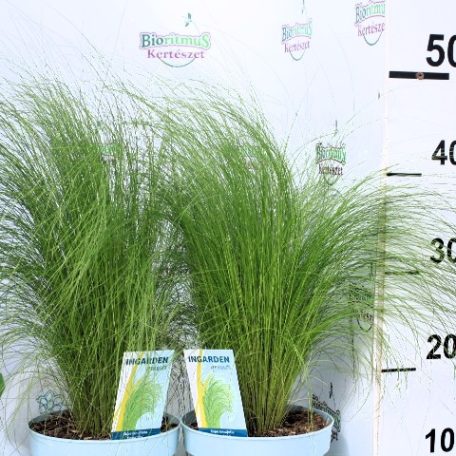 Árvalányhaj Stipa tenuissima 'Pony Tails' P17