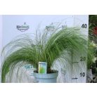 Árvalányhaj Stipa tenuissima 'Pony Tails' P17