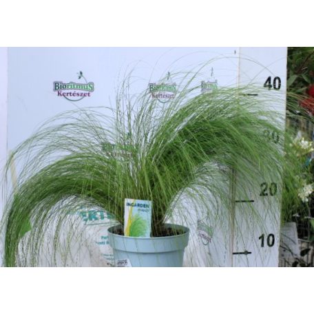 Árvalányhaj Stipa tenuissima 'Pony Tails' P17