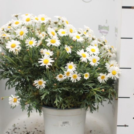 Cserjés margitvirág Chrysanthemum frutescens (Margriet) 50 cm