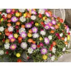 Bíborvörös délvirág, kristályvirág Delosperma cooperi 10-15cm