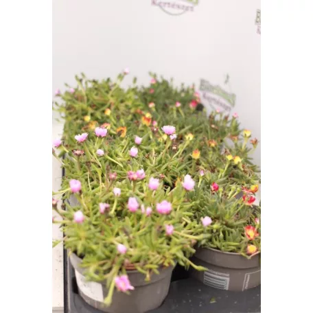 Bíborvörös délvirág, kristályvirág Delosperma cooperi 10-15cm
