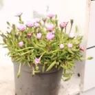 Bíborvörös délvirág, kristályvirág Delosperma cooperi 10-15cm