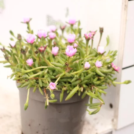 Bíborvörös délvirág, kristályvirág Delosperma cooperi 10-15cm