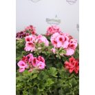 Angol muskátli Pelargonium grandiflorum 25-30 cm