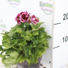 Angol muskátli Pelargonium grandiflorum 25-30 cm