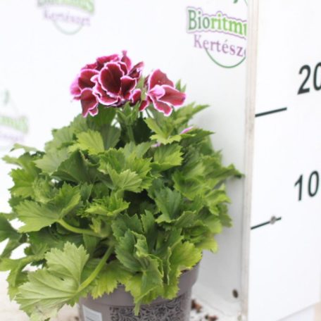 Angol muskátli Pelargonium grandiflorum 25-30 cm