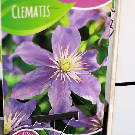 Clematis 'Justa'