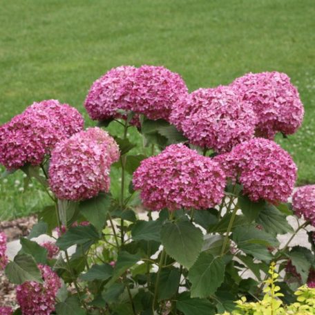 Cserjés hortenzia rózsaszín Hydrangea arb. 'Pink Annabelle'