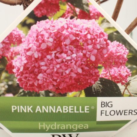 Cserjés hortenzia rózsaszín Hydrangea arb. 'Pink Annabelle'