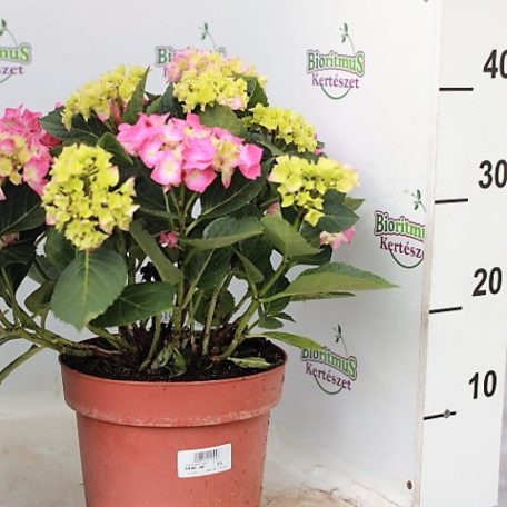 Kerti hortenzia Hydrangea macrophylla Jip Rosa Hydrangea macr. 'Jip'