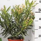 Leander Nerium oleander