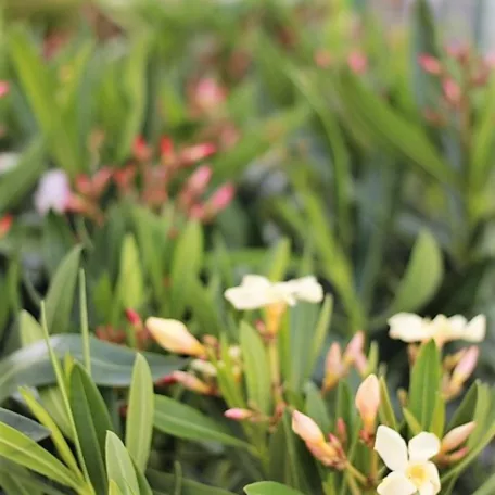 Leander Nerium oleander