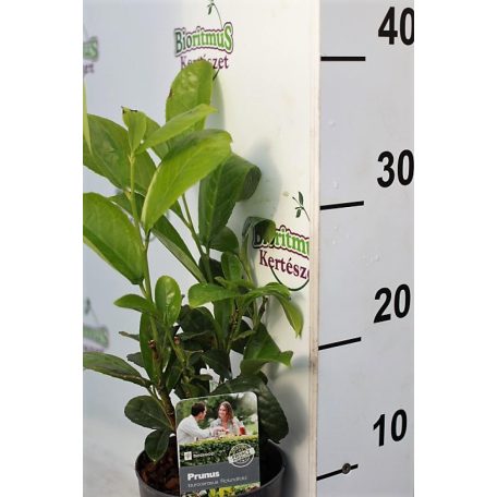 Rotundifolia babérmeggy Prunus laurocerasus 'Rotundifolia'
