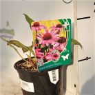 Kasvirág Echinacea mix