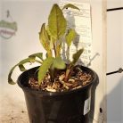 Kasvirág Echinacea mix