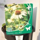 Kasvirág Echinacea mix