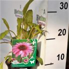 Kasvirág Echinacea mix