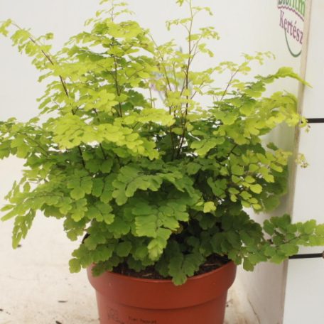 Vénuszfodorka Adiantum raddianum 'Fritz-Luthi'