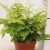 Vénuszfodorka Adiantum raddianum 'Fritz-Luthi'