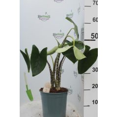 Zebra elefántfül Alocasia zebrina