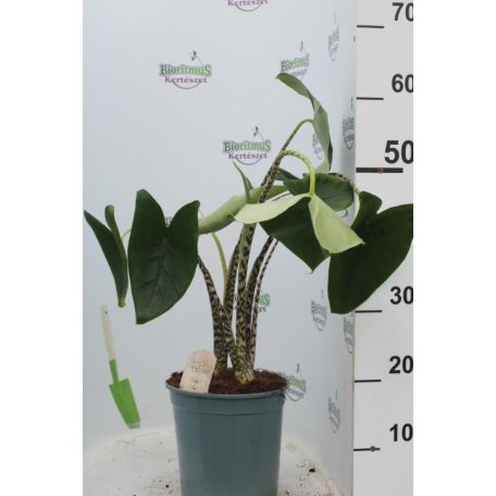 Zebra elefántfül Alocasia zebrina