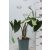 Zebra elefántfül Alocasia zebrina