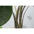 Zebra elefántfül Alocasia zebrina