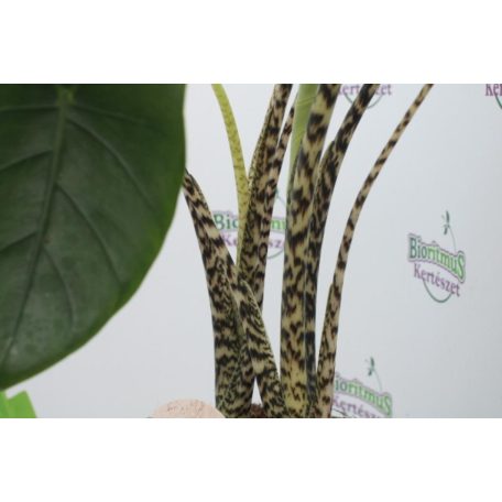 Zebra elefántfül Alocasia zebrina