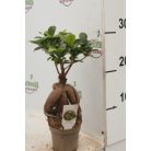 Fikusz bonsai mini Ficus microcarpa Ginseng