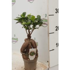 Fikusz bonsai mini Ficus microcarpa Ginseng