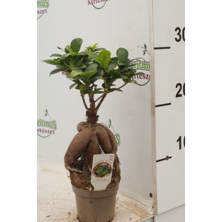 Fikusz bonsai mini Ficus microcarpa Ginseng
