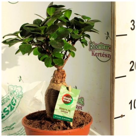 Fikusz bonsai mini Ficus microcarpa Ginseng
