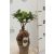 Fikusz bonsai mini Ficus microcarpa Ginseng