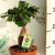 Fikusz bonsai mini Ficus microcarpa Ginseng