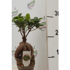 Fikusz bonsai mini Ficus microcarpa Ginseng