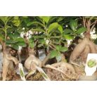 Fikusz bonsai mini Ficus microcarpa Ginseng
