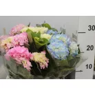 Kerti hortenzia Hydrangea macrophylla Mix 3+fl.