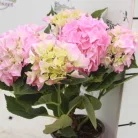 Kerti hortenzia Hydrangea macrophylla Mix 3+fl.