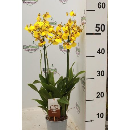 Lepkekosbor Oncidium 2 stem