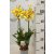 Lepkekosbor Oncidium 2 stem