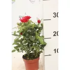 Rosa Favourite Mix 6 szín 10 cm cs